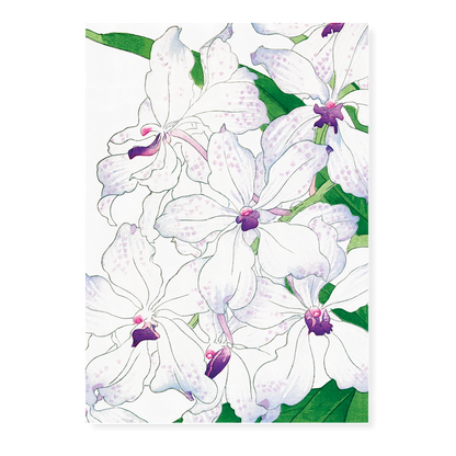 Orchid By Tanigami Kônan Art-Print