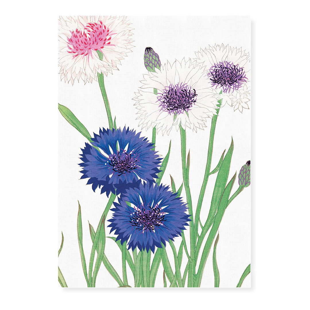 Cornflower By Tanigami Kônan Art-Print