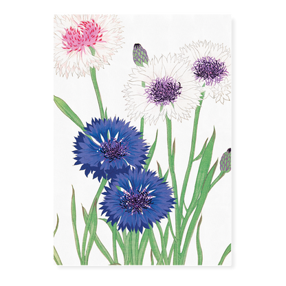 Cornflower By Tanigami Kônan Art-Print