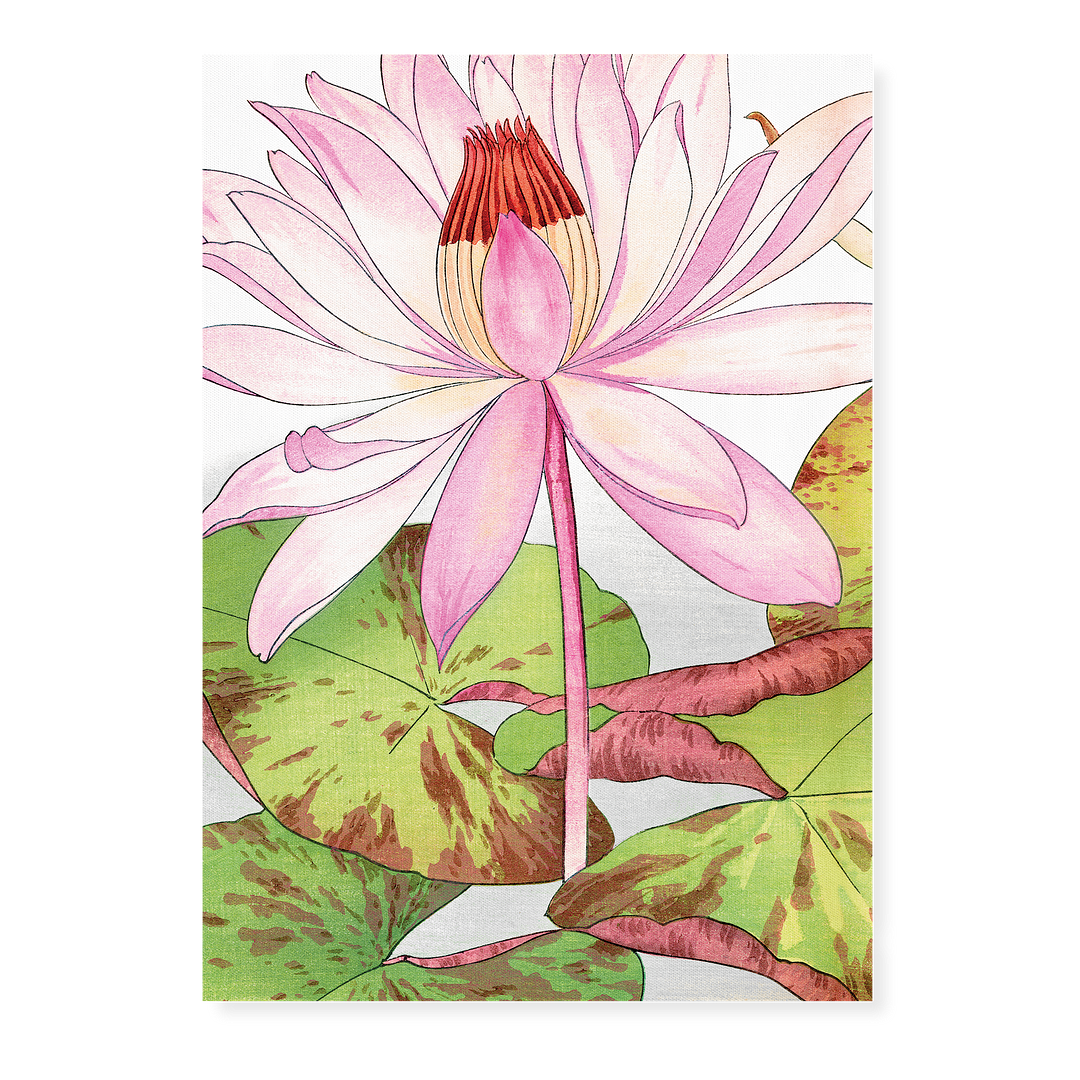 Nymphaea Lotus By Tanigami Kônan Art-Print