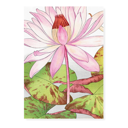 Nymphaea Lotus By Tanigami Kônan Art-Print