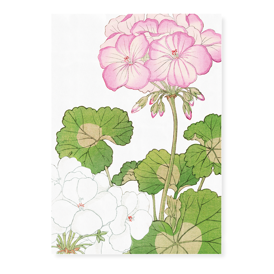 White & Pink Geranium By Tanigami Kônan Art-Print