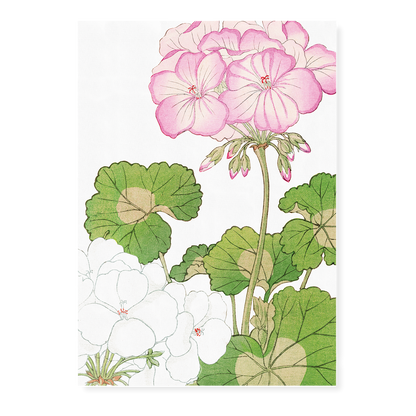 White & Pink Geranium By Tanigami Kônan Art-Print