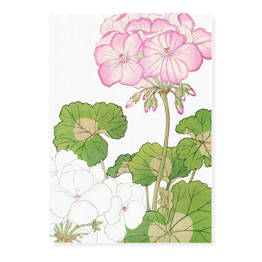 White & Pink Geranium By Tanigami Kônan Art-Print