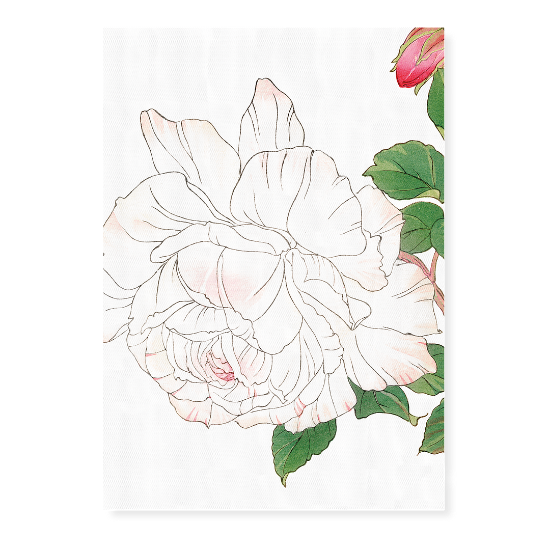 White Rose By Tanigami Kônan Art-Print