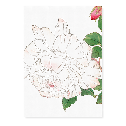 White Rose By Tanigami Kônan Art-Print