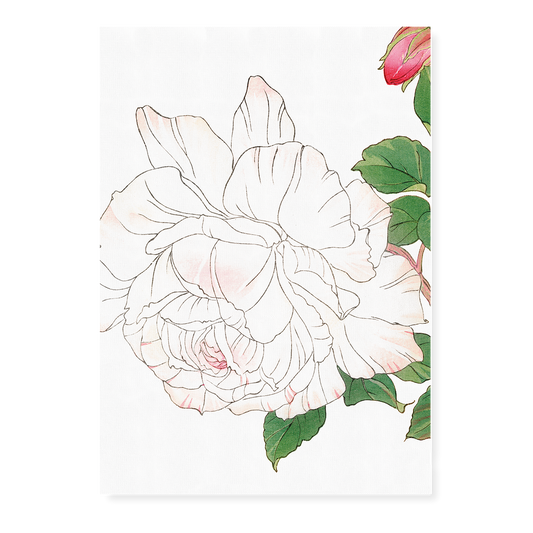 White Rose By Tanigami Kônan Art-Print