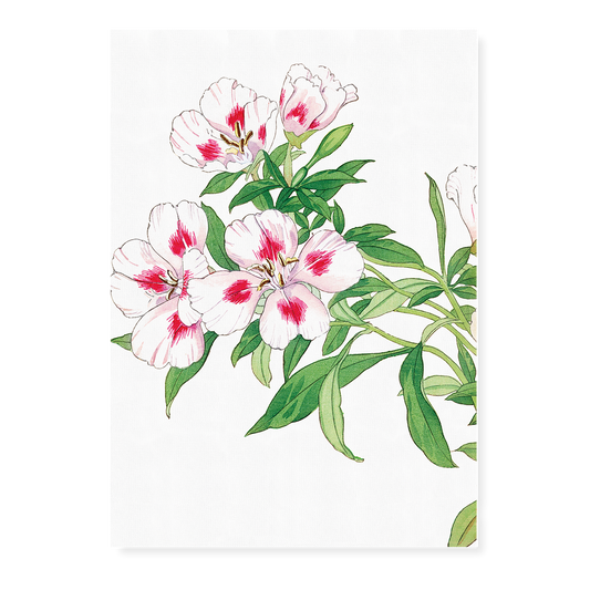 Godetia Flower By Tanigami Kônan Art-Print