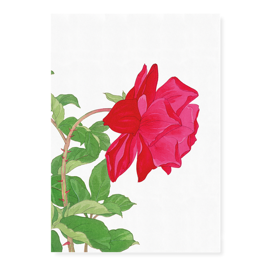 Little Red Rose By Tanigami Kônan Art-Print