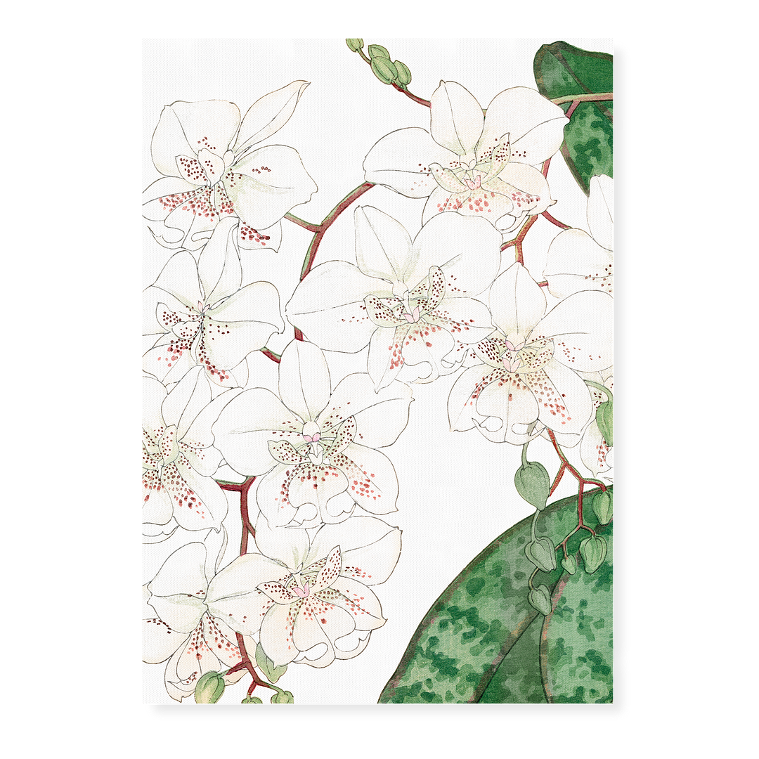 Moth Orchid By Tanigami Kônan Art-Print