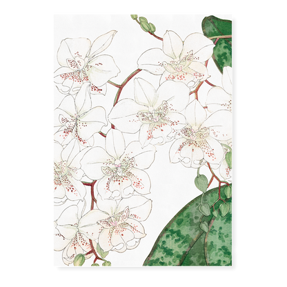 Moth Orchid By Tanigami Kônan Art-Print