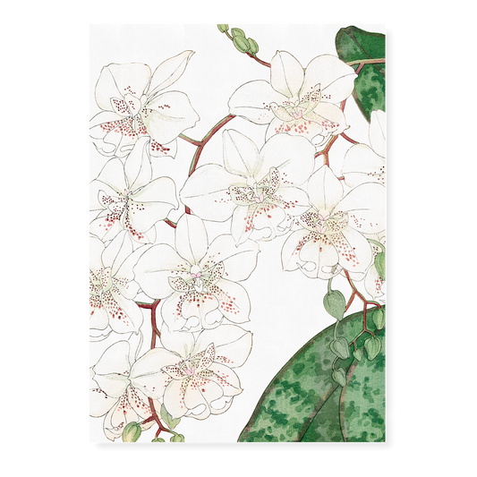 Moth Orchid By Tanigami Kônan Art-Print