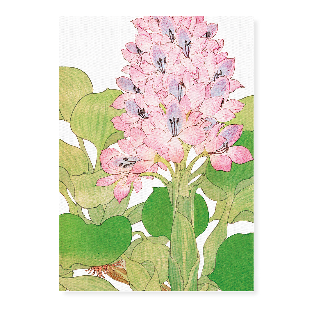 Water Hyacinth By Tanigami Kônan Art-Print