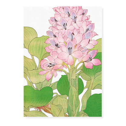 Water Hyacinth By Tanigami Kônan Art-Print