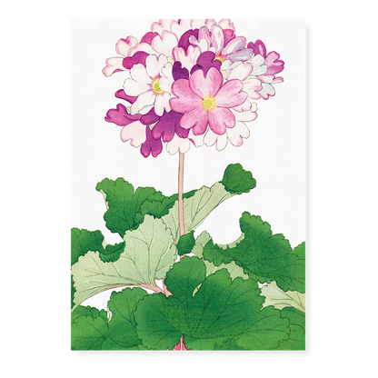 Primrose Flower By Tanigami Kônan Art-Print