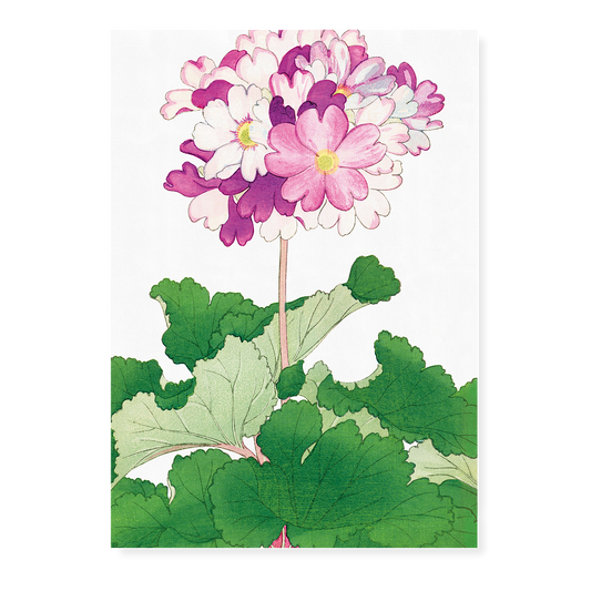 Primrose Flower By Tanigami Kônan Art-Print