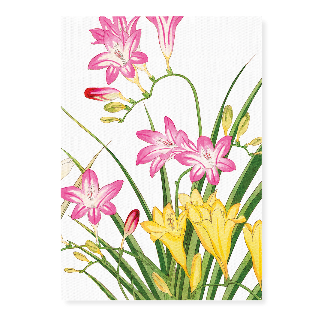 Freesia Flower By Tanigami Kônan Art-Print