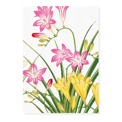 Freesia Flower By Tanigami Kônan Art-Print