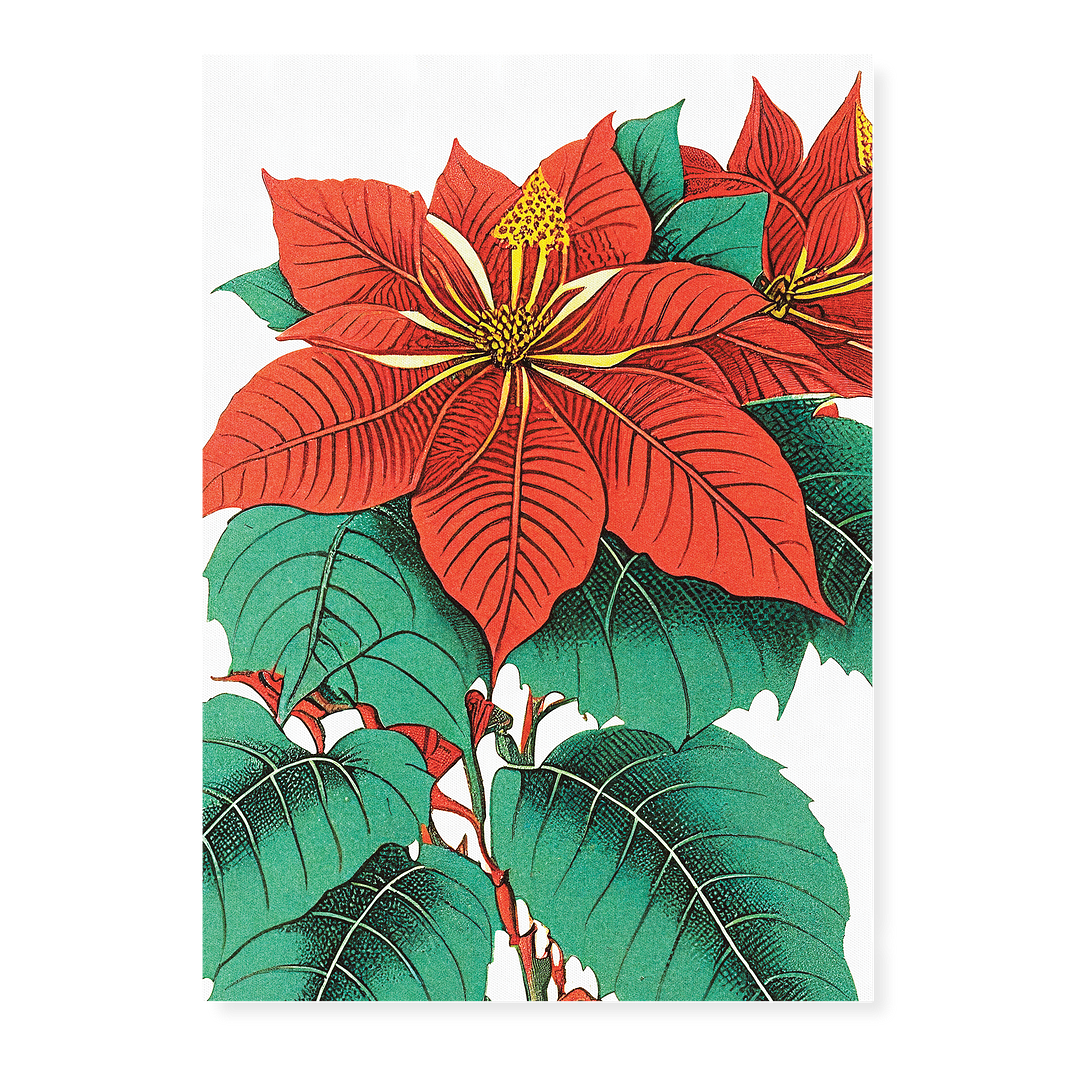 Amaryllis  Art-Print