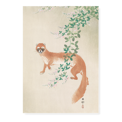 Weasel and the flowers By Ohara Koson - Art Print