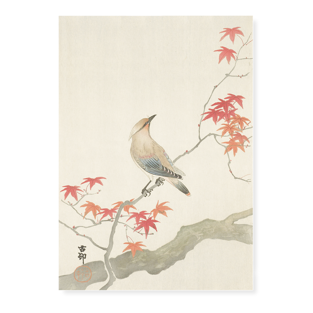 Japanese plague bird on maple By Ohara Koson - Art Print