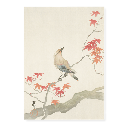 Japanese plague bird on maple By Ohara Koson - Art Print