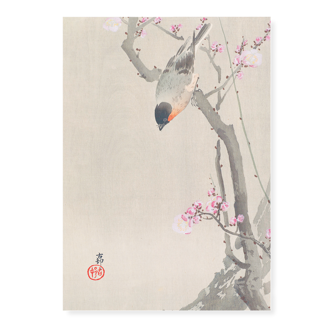 Bullfinch perched on a flowering plum tree By Ohara Koson - Art Print