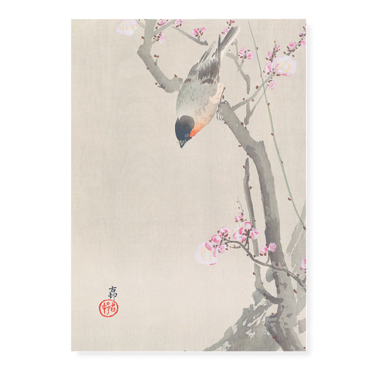 Bullfinch perched on a flowering plum tree By Ohara Koson - Art Print