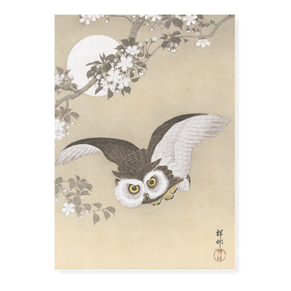 Scops Owl Flying Under Cherry blossoms By Ohara Koson - Art Print