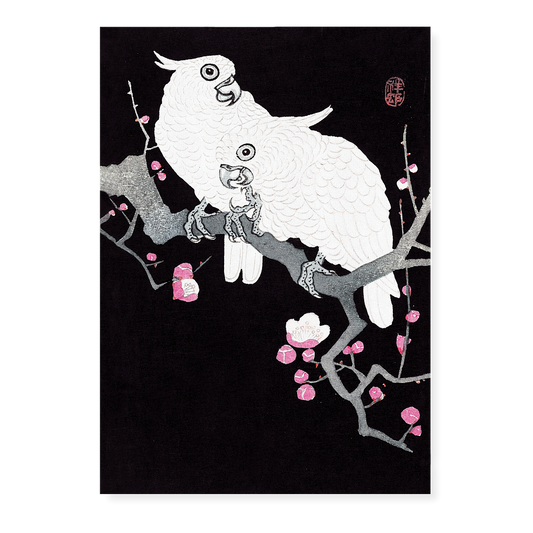 Two Cockatoos on a Branch with Plum Blossom By Ohara Koson - Art Print