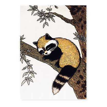 Racoon sleeping in a tree - Art Print