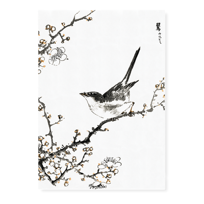 Bush-warbler and White Plum Tree By Numata Kashu - Art Print