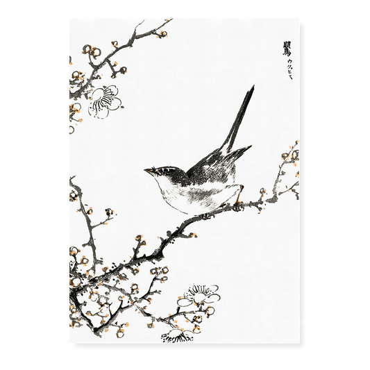 Bush-warbler and White Plum Tree By Numata Kashu - Art Print