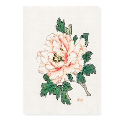 Pink rose by Kōno Bairei - Art Print