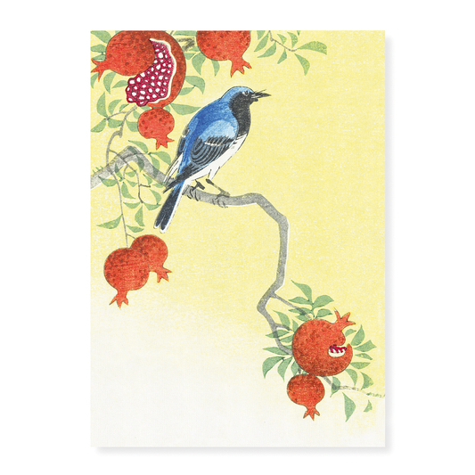 Blue robin perched on a pomegranate tree - Art Print