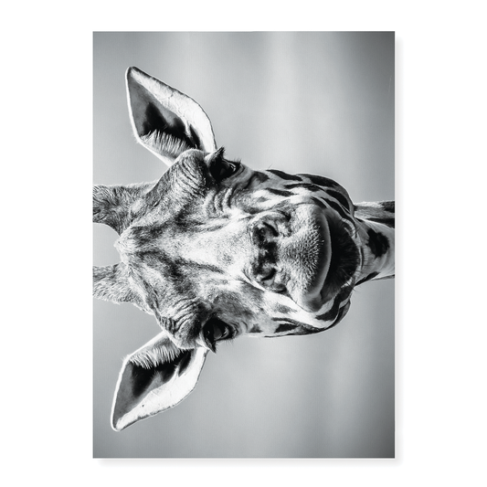 It's a giraf (Horizontal) - Art Print