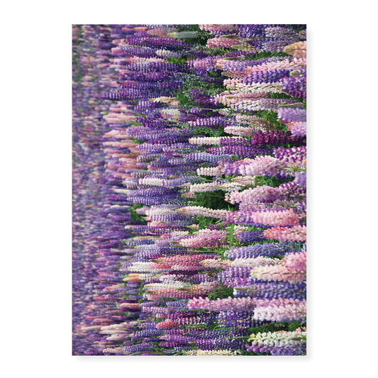A field with lupine flowers - Art Print