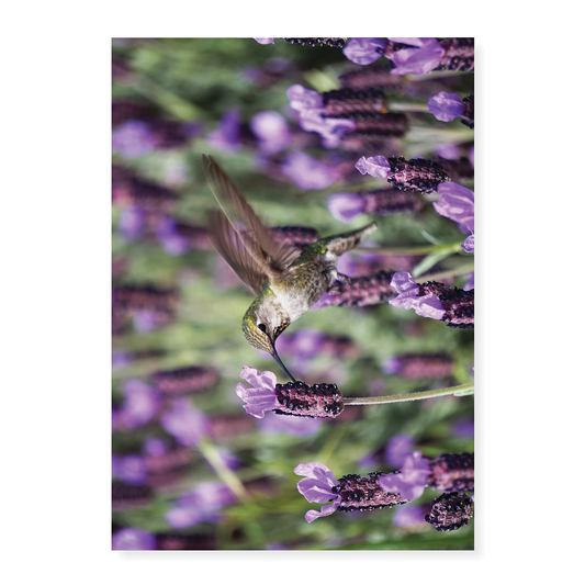hummingbird feeding on lavender flowers - Art Print