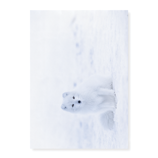 arctic fox sitting on snow - Art Print