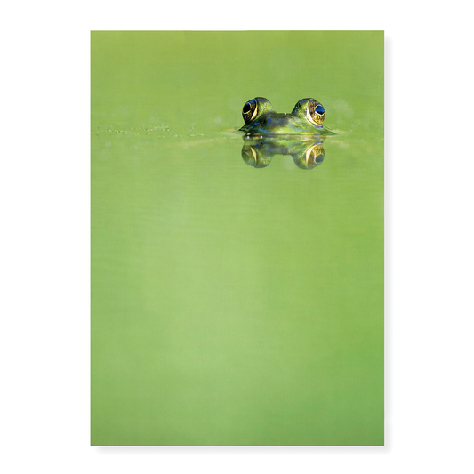 Green frog swimming in the water.  - Art Print