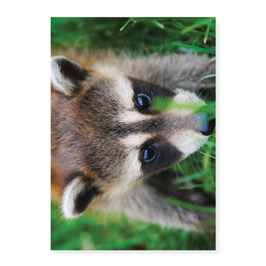A close-up of a raccoon  - Art Print