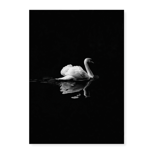 swan floating on water - Art Print