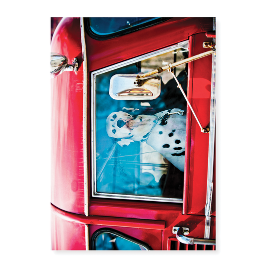 Dalmatian sitting in red car - Art Print