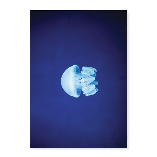 jelly fishes - Art Print