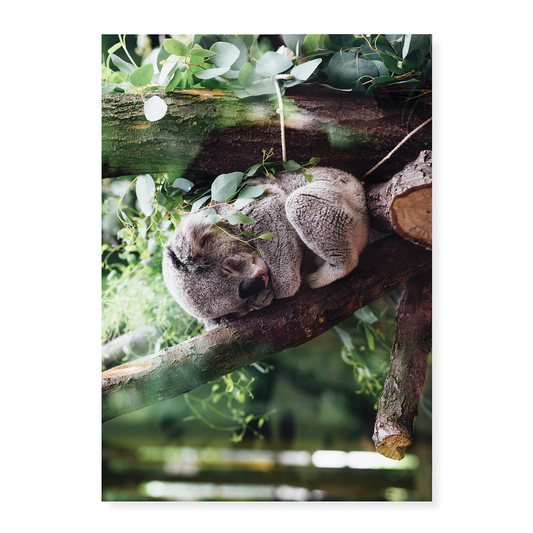 Koala sleeping on a tree branch - Art Print