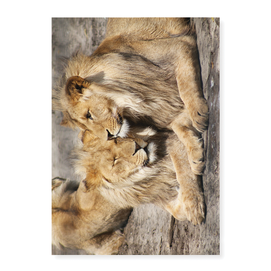 Two lions snuggling up to each other  - Art Print