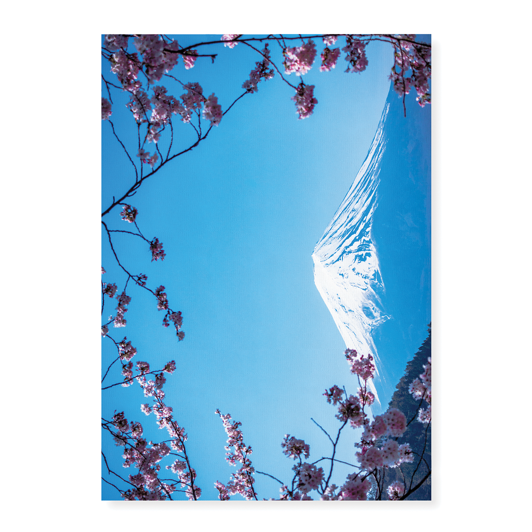 Blooming pink blossom branches with Fuji Mountain - Art Print