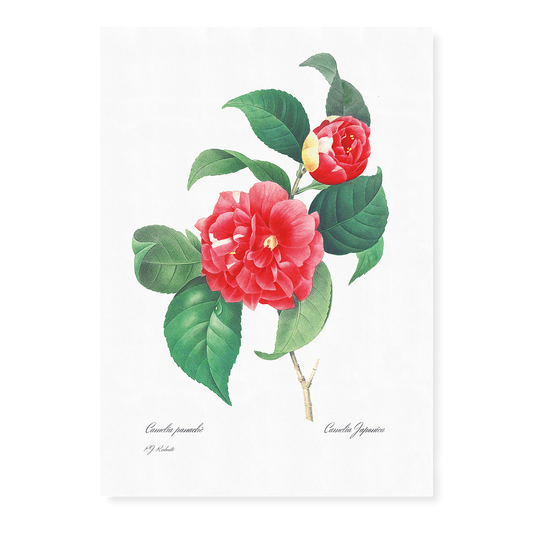 Japanese Camellia By Pierre-Joseph Redouté - Art Print