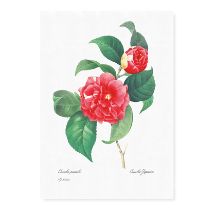 Japanese Camellia By Pierre-Joseph Redouté - Art Print