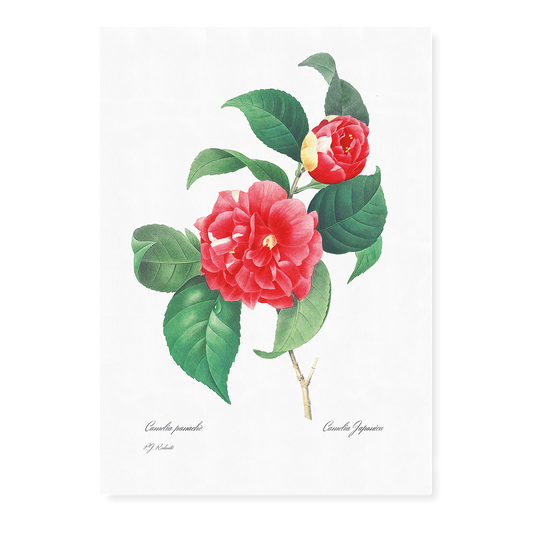 Japanese Camellia By Pierre-Joseph Redouté - Art Print